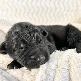 German Shepherd Puppies from Wehrhaus German Shepherds