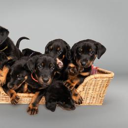 Beauceron Puppies from SilverStruck Kennels