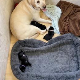 Jack Russell Terrier and Labrador Retriever Puppies from Canine Assist