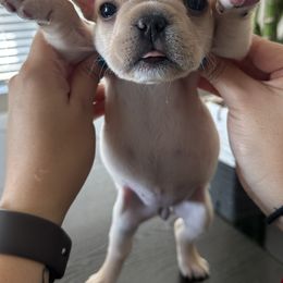 French Bulldogs from Grace
