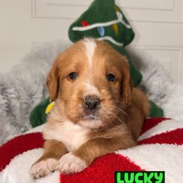 Lucky - Red male Labradoodle puppy in Beecher, Illinois from Erica’s Doodles