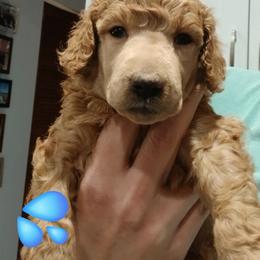 Blue - Apricot male Poodle puppy in Big Rapids, Michigan from Meeker's Ridge Standard Poodles