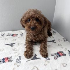 Selena - Poodle