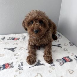 Selena - Poodle