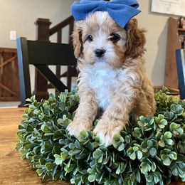 Cavapoo Puppies from Wednesday & Co