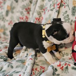 Boy 5 Yellow Collar - Black brindle and white male Boston Terrier puppy in Gore, Oklahoma from Ford's Traditional and Colored Boston Terriers