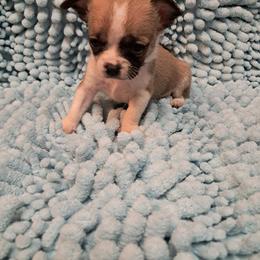 Caleb - Fawn male Chihuahua puppy in Branford, Florida from Mbjs Doxies and chihuahuas