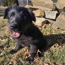 Haven (Pink) - Black female German Shepherd puppy in Columbus, Indiana from Stony Lonesome GSD