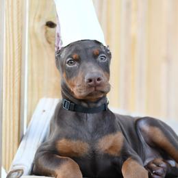 Ally - Red and rust female Doberman Pinscher puppy in Overton, Texas from Obsidian Kennel