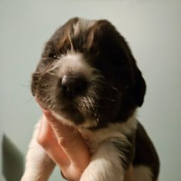 Axel - White and brown male Newfoundland puppy in Honey Grove, Pennsylvania from Heinrich Family Newfoundlands
