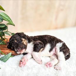 Denali - Parti female Poodle puppy in Gaylord, Michigan from Dog Mom Co. Poodles