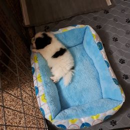 Pomeranian Puppies from Wisco Poms