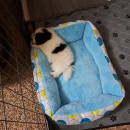 Pomeranian Puppies from Wisco Poms