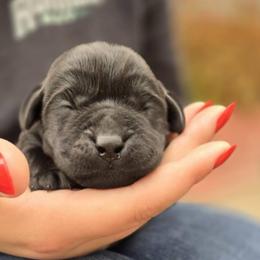 Boy 1 - Black male Labrador Retriever puppy in Napavine, California from StormyDaze Labradors & Beagles