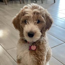 Goldendoodle Puppies from AZ/CO Designer Goldendoodles