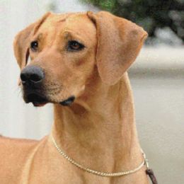 Rhodesian Ridgebacks from Adili Ridgebacks