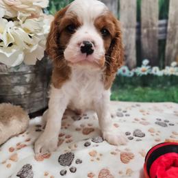 AKC - Gibson - Blenheim male Cavalier King Charles Spaniel puppy in Lebanon, Missouri from Leerose Puppies