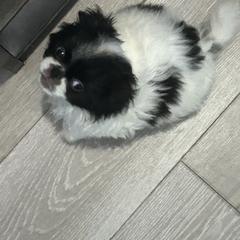 Lady - White and black female Japanese Chin puppy in Connecticut from Lissette's pups chins and bullies