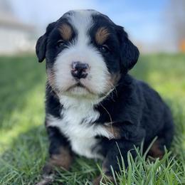 Bernese Mountain Dog Puppies from Corner Stone Bernese Mountain Dogs