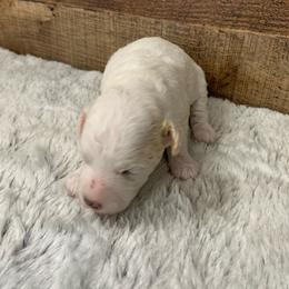 Luna - Parti female Goldendoodle puppy in Haddam, Kansas from Golden B Acres
