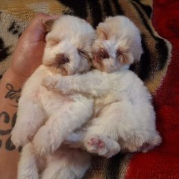 Im Your Huckleberry - Wheaten male Miniature Schnauzer puppy in Bloomington, California from Michael's Minis