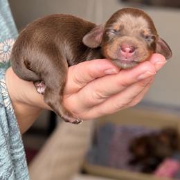 Viviane - Chocolate and tan female Dachshund puppy in Riverton, Wyoming from Wild Rose Ridge Doxies