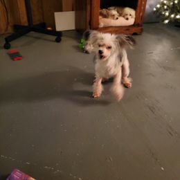 Chinese Crested and Shih Tzu All Grown Up from Wuppie Tree House