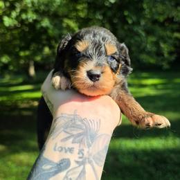 Raven - Black tri-color male Australian Shepherd puppy in London, Kentucky from Kenmont Kennels