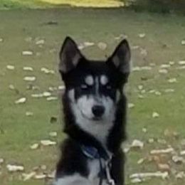 Nakita - Siberian Husky