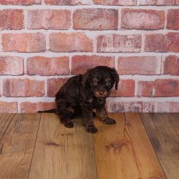 Biscuit - Black and tan female Cavapoo puppy in Calhoun, Georgia from Happy Top Doodles