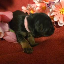 Valor - Black and red female German Shepherd puppy in Coupeville, Washington from Von Hilkey Shepherds