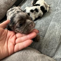 Grey speckle - Black white and tan female Cocker Spaniel puppy in Hayward, California from Villa Coco