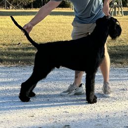 Max - Black male Giant Schnauzer puppy in Bois D’arc, Missouri from Down Low Kennels