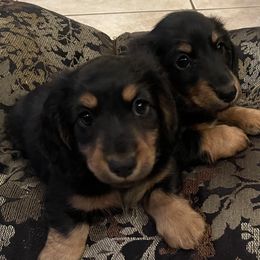 Dachshund Puppies from Sunderhunds Dachshunds