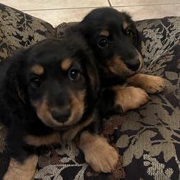 Dachshund Puppies from Sunderhunds Dachshunds