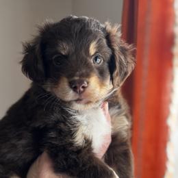 Annabella - Red tri-color female Miniature American Shepherd puppy in Tupalo, Mississippi from Butterfield Trail Farm