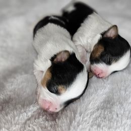 Yorkshire Terrier Puppies from Lady A's Yorkies