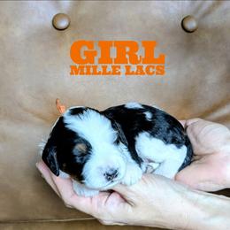 Mille Lacs - Tri-color female Bernedoodle puppy in Cambridge, Minnesota from Country Meadow Doodles