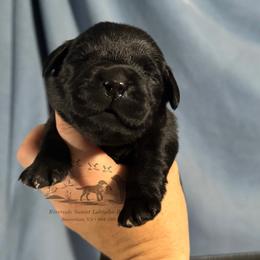 Light blue - Black male Labrador Retriever puppy in Beaverdam, Virginia from Riverside Sunset Labrador Retrievers