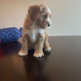 Australian Labradoodle Puppies from Desert Diamond Labradoodles