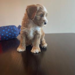 Australian Labradoodle Puppies from Desert Diamond Labradoodles