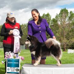 Winnie - Finnish Lapphund
