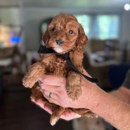 Black Boy- mini Goldendoodle - Red  male Goldendoodle puppy in Piedmont, South Carolina from The Farm at Saluda Ridge
