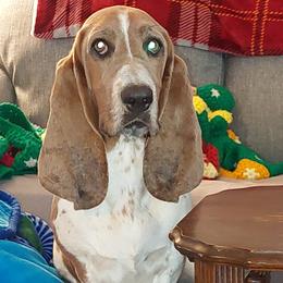 Mia - Basset Hound
