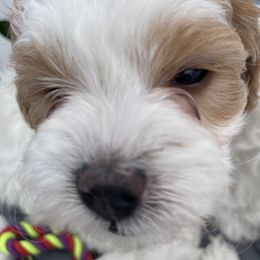 Cavapoo Puppies from Ellas.Pups