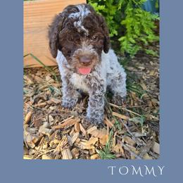 Boy 3 - Brown roan male Lagotto Romagnolo puppy in Salida, California from Harper's Lagotti