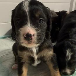 Girl 3 - Tri-color female Bernedoodle puppy in Perryville, Maryland from Heavenly Heritage Dachshunds and Doods