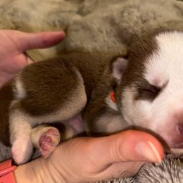 Big Boy - Siberian Husky puppy from Feazell’s Siberian Huskies