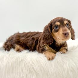 Minnie - Chocolate and cream female Dachshund puppy in Litchfield, Illinois from Charmm Dachshunds