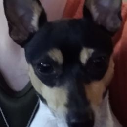 Toy Fox Terriers from Accolade Adventures Kennels